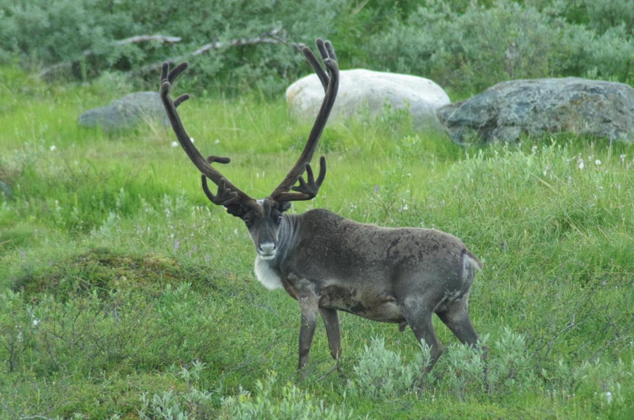 Guesthouse Haltinmaa Kilpisjärvi Dış mekan fotoğraf