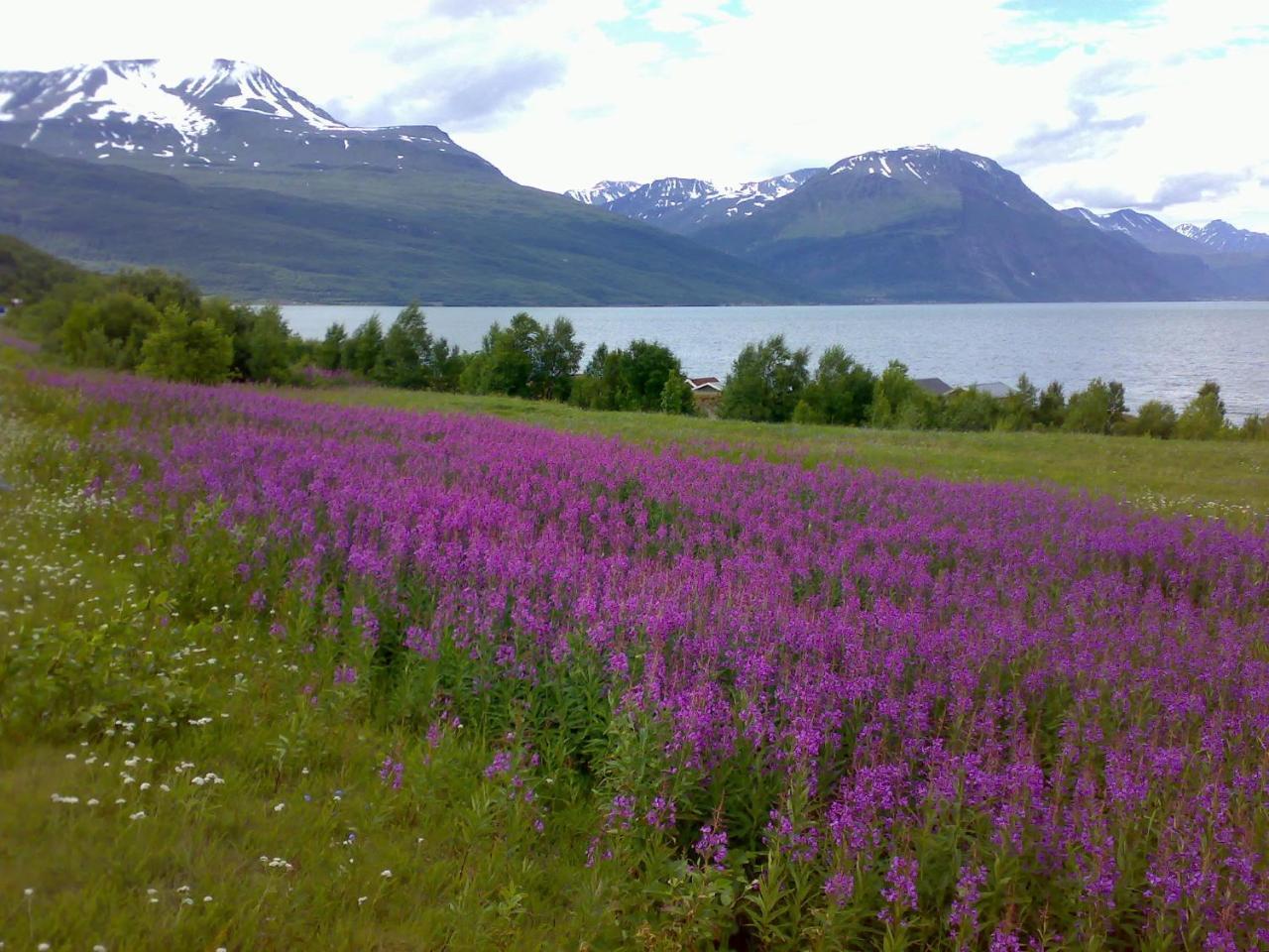 Guesthouse Haltinmaa Kilpisjärvi Dış mekan fotoğraf